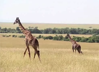 Giraffer